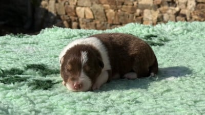 Les chiots de Berger Australien