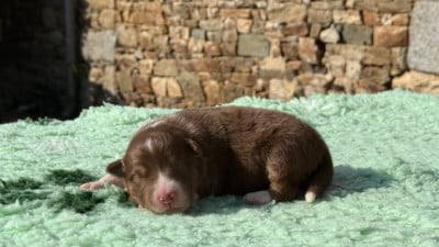 Les chiots de Berger Australien