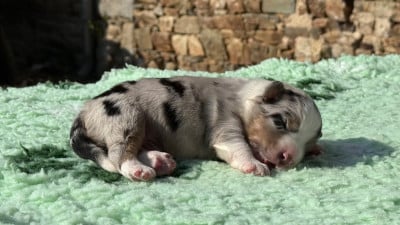 Les chiots de Berger Australien