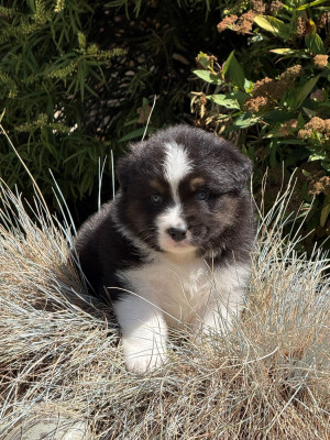 Les chiots de Berger Australien