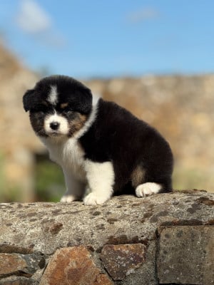 Les chiots de Berger Australien