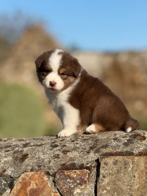 Les chiots de Berger Australien