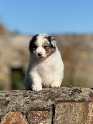 Les chiots de Berger Australien