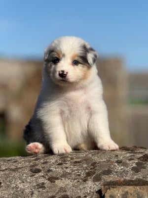 Les chiots de Berger Australien
