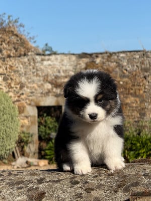 Les chiots de Berger Australien
