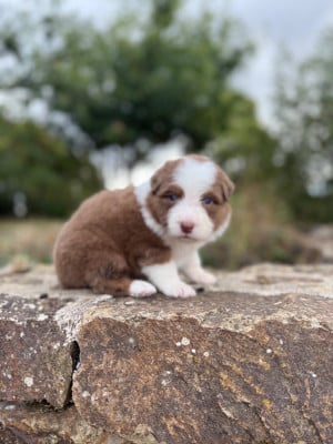 Les chiots de Berger Australien