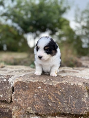 Les chiots de Berger Australien