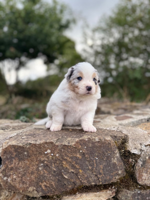 Les chiots de Berger Australien
