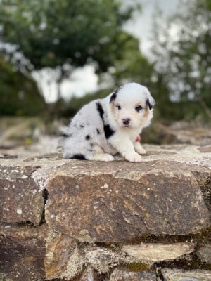 Les chiots de Berger Australien