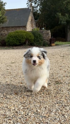 Les chiots de Berger Australien