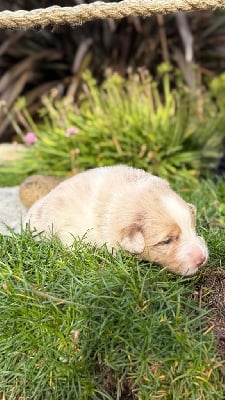 Les chiots de Berger Australien