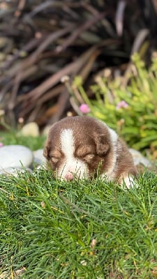 Les chiots de Berger Australien