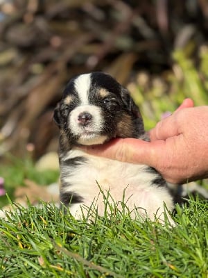 Les chiots de Berger Australien