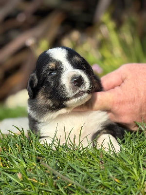 Les chiots de Berger Australien
