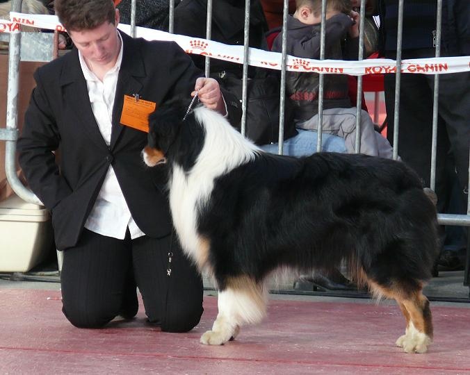 CH. Aragorn little black du Chemin de la Lune aux Reves - 1ER EXCELLENT CACIB