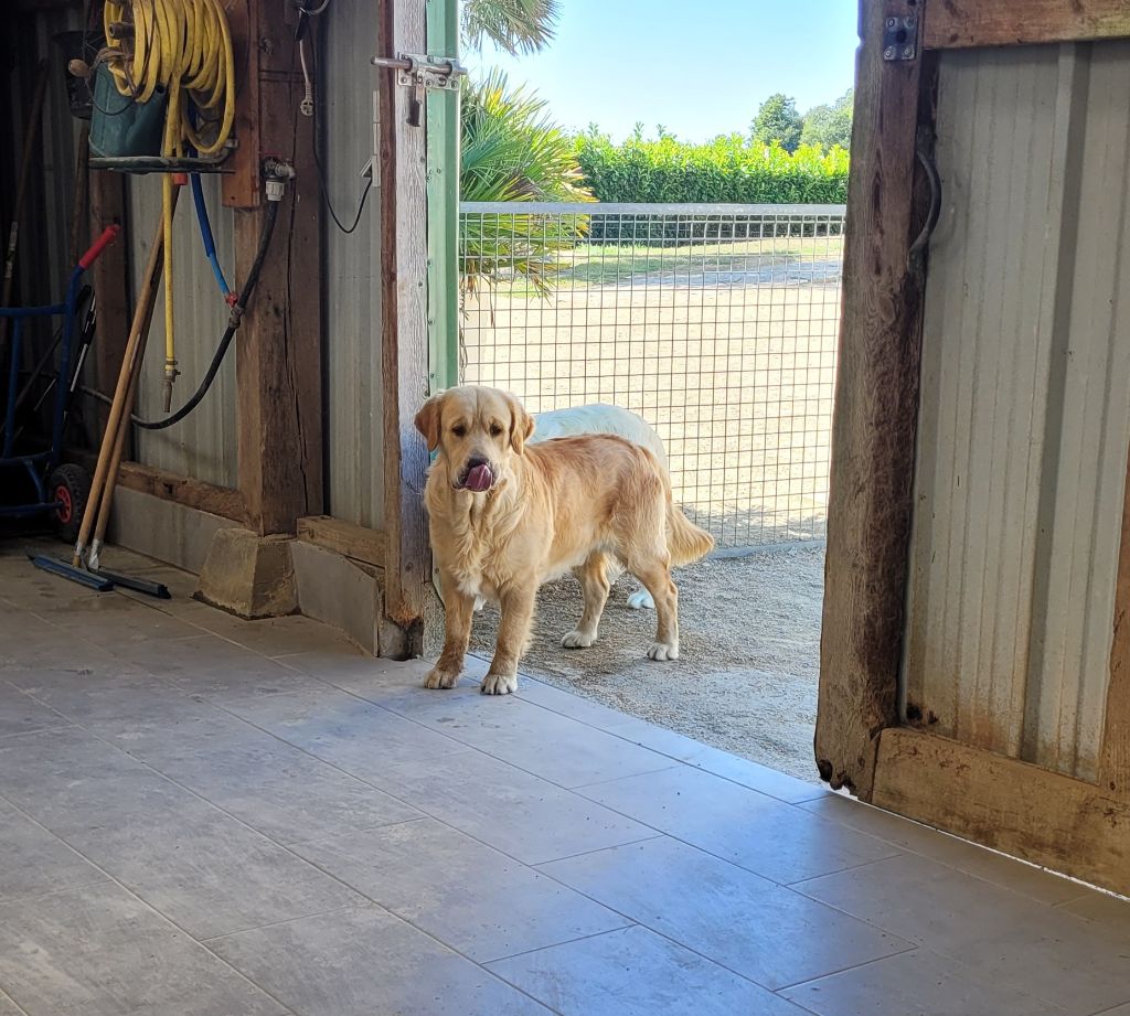 Virtuose mozart des jardins d epona