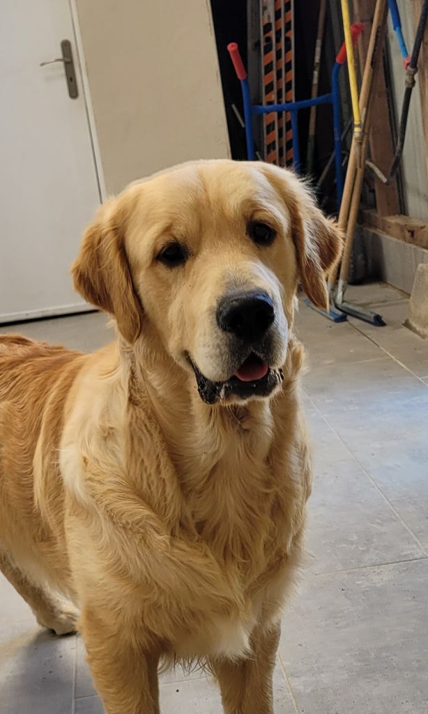 Virtuose mozart des jardins d epona