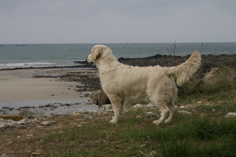 Dame de coeur de Bihan ki breizh