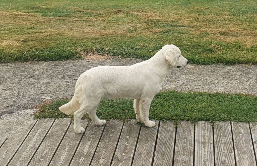 Rubis sur l or de Bihan ki breizh