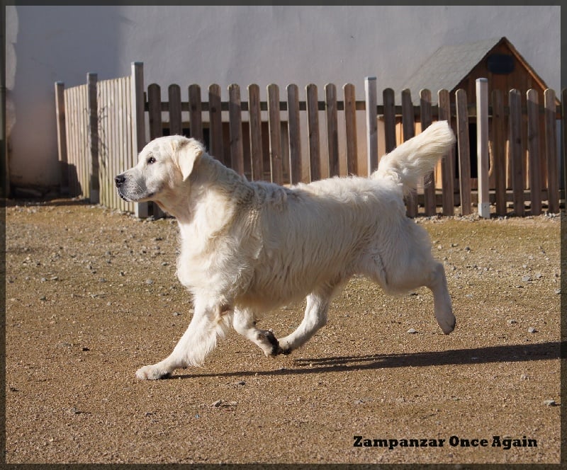 Zampanzar Once again