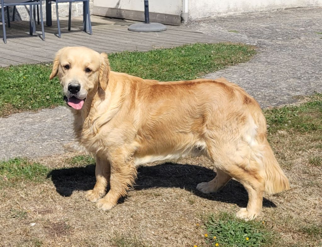 Virtuose mozart des jardins d epona