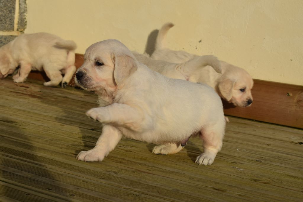 Chiot Golden Retriever, mâle disponible en Bretagne, 29