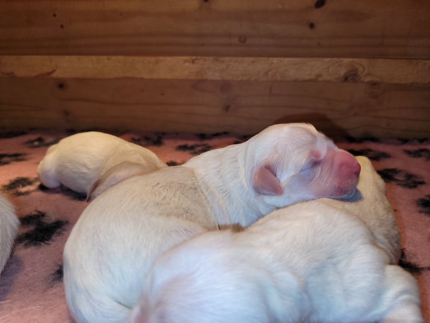 CHIOT 4 - Golden Retriever