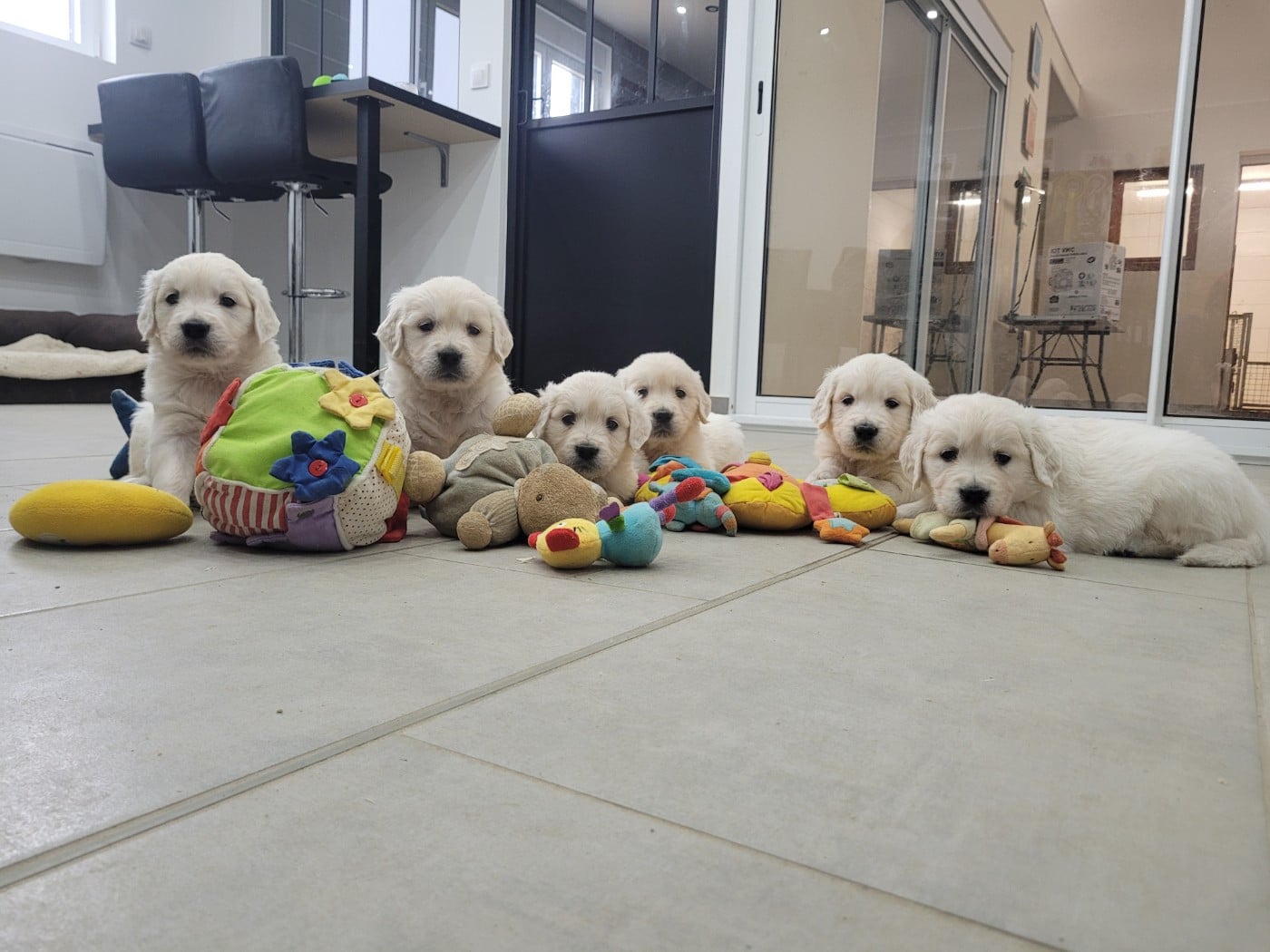 Golden Retriever - Bihan ki breizh