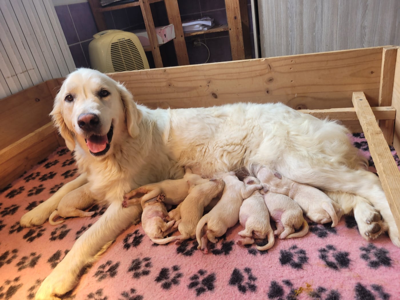 CHIOT 11 - Golden Retriever