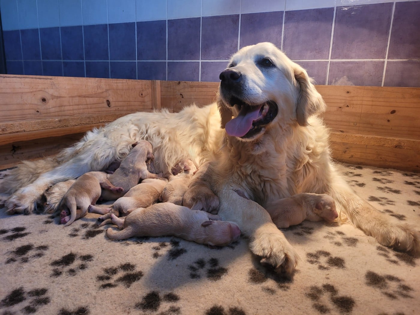 CHIOT 3 - Golden Retriever