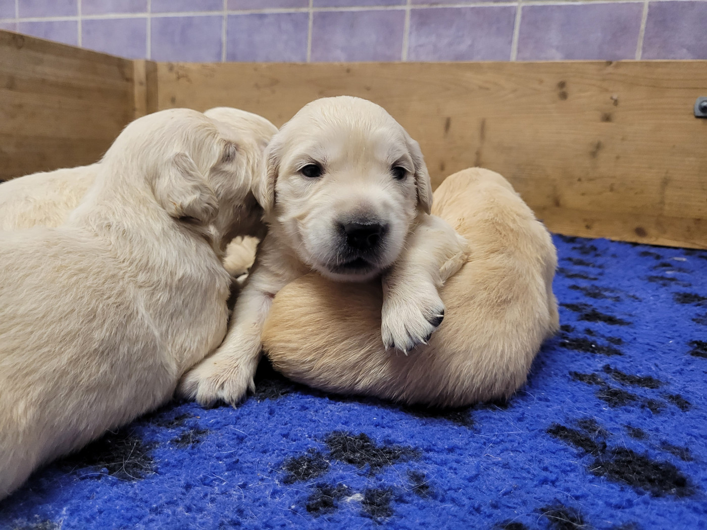 CHIOT 13