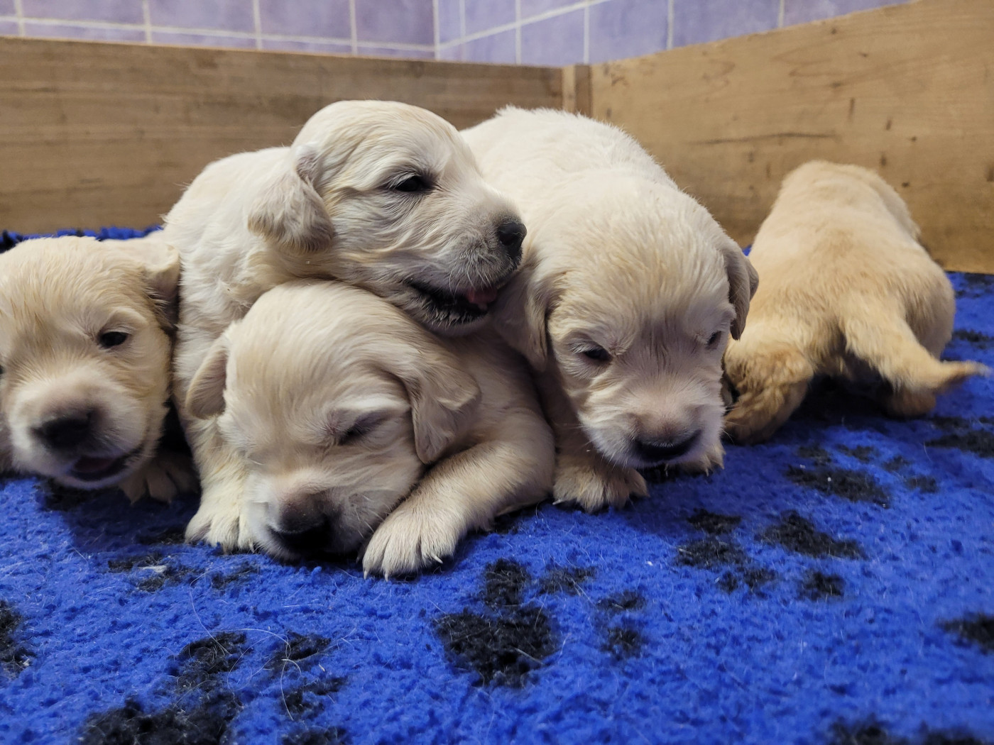 CHIOT 11