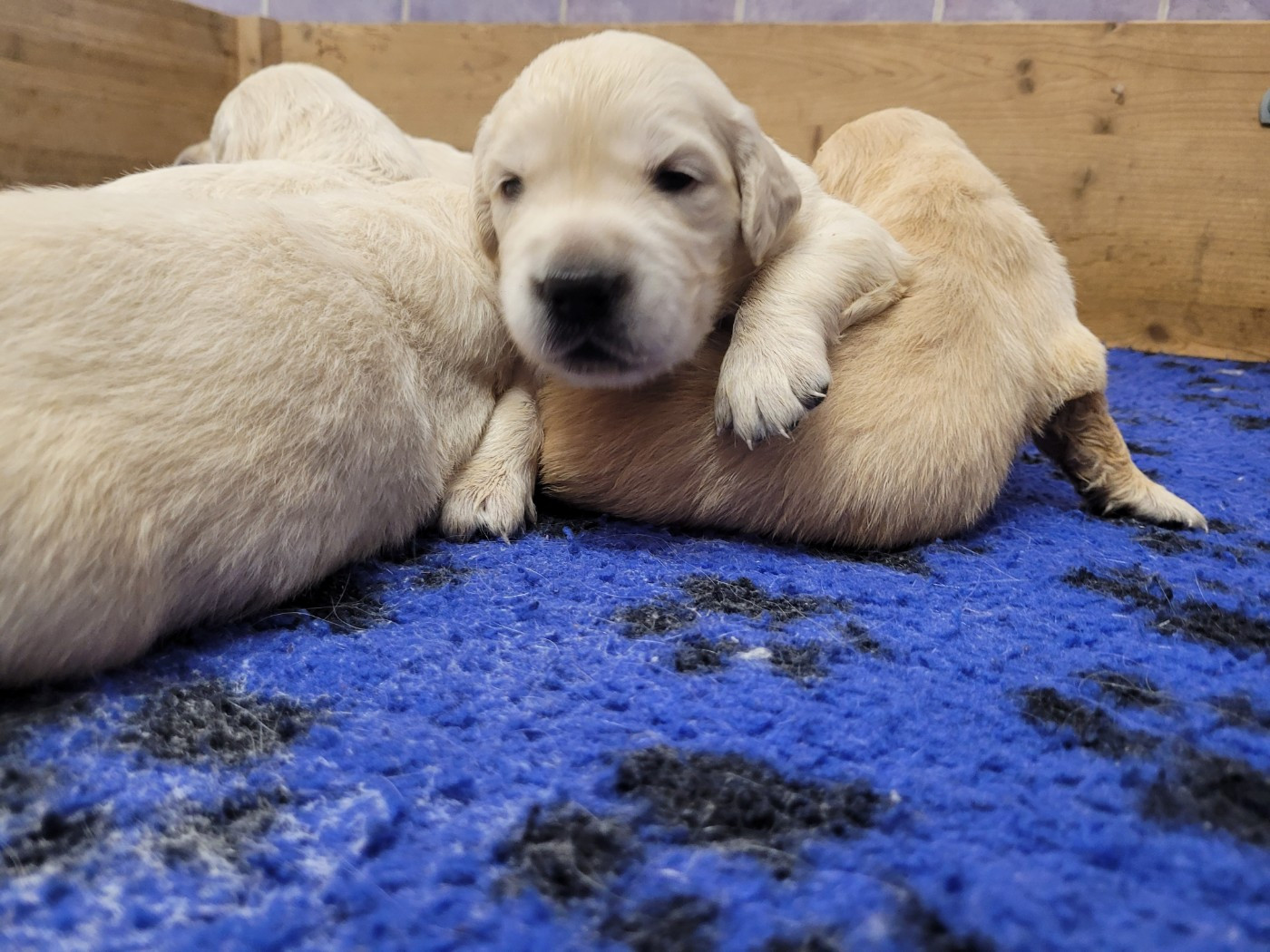 CHIOT 3