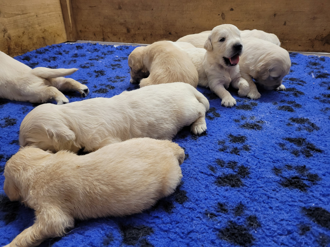 CHIOT 4
