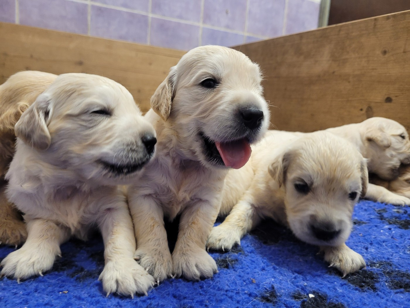 CHIOT 6