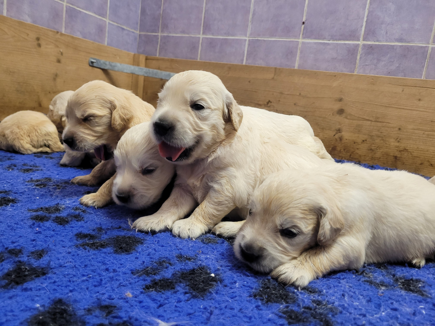 CHIOT 8