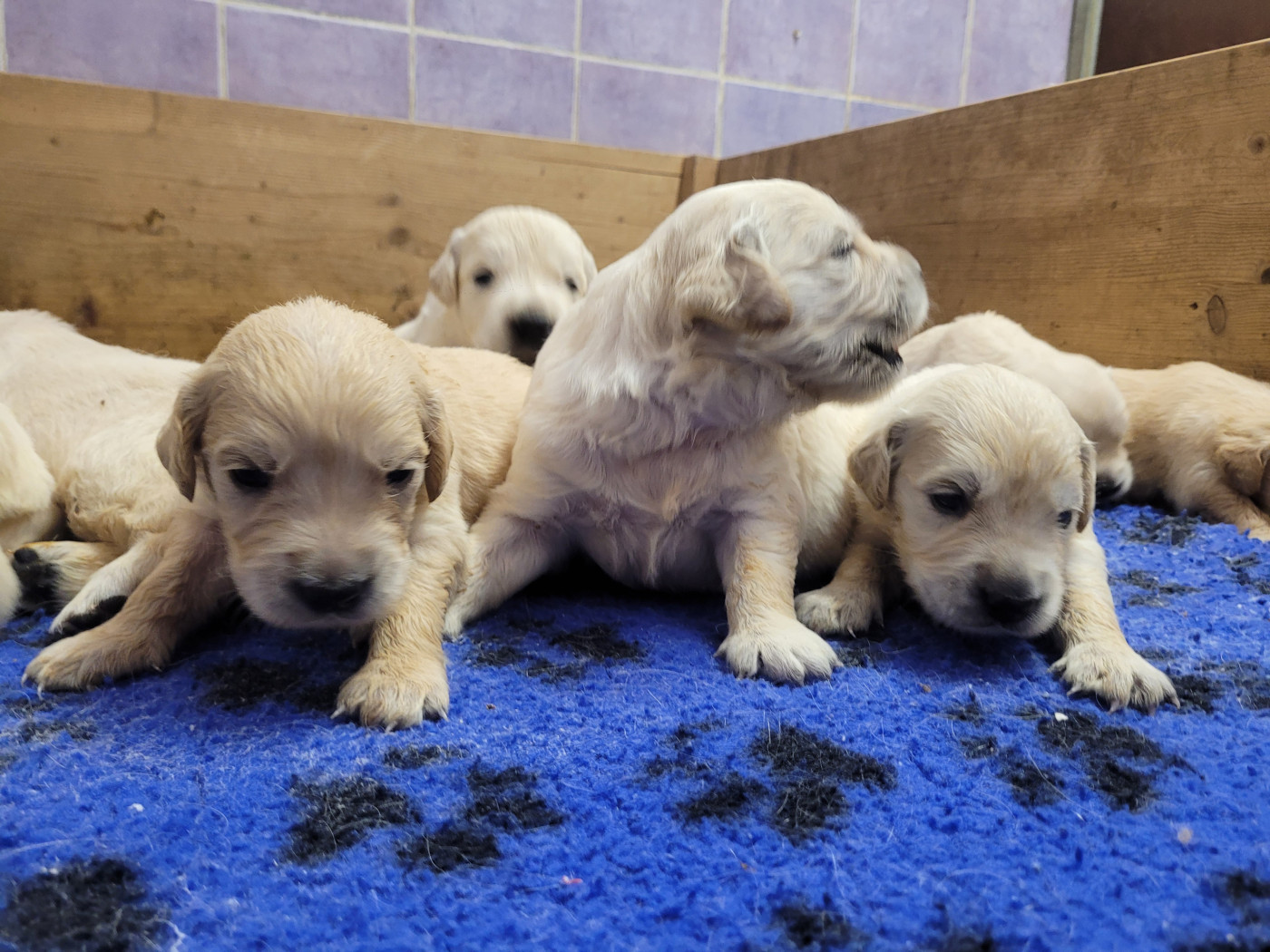 CHIOT 9
