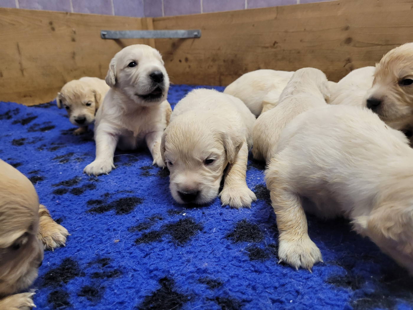 CHIOT 10