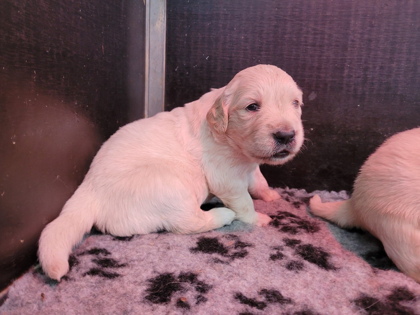 CHIOT 4