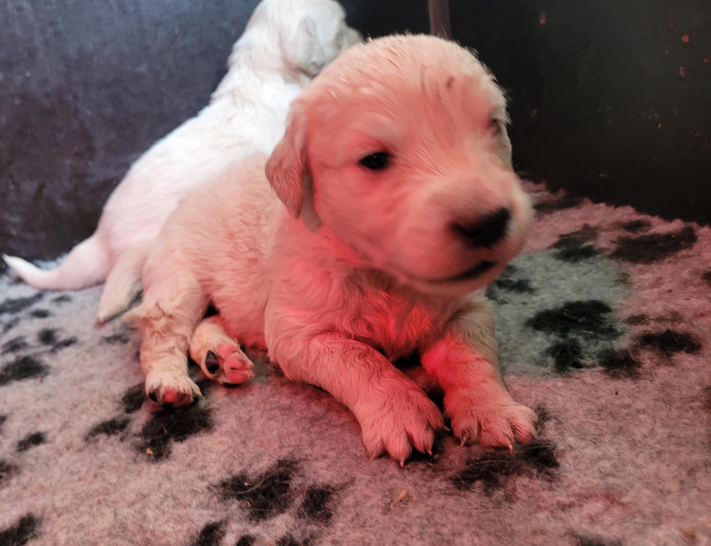 CHIOT 1