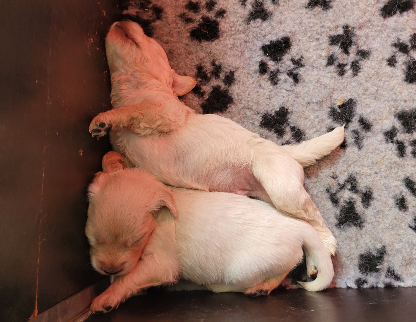 CHIOT 1