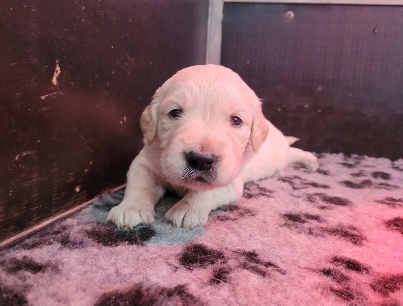 CHIOT 2