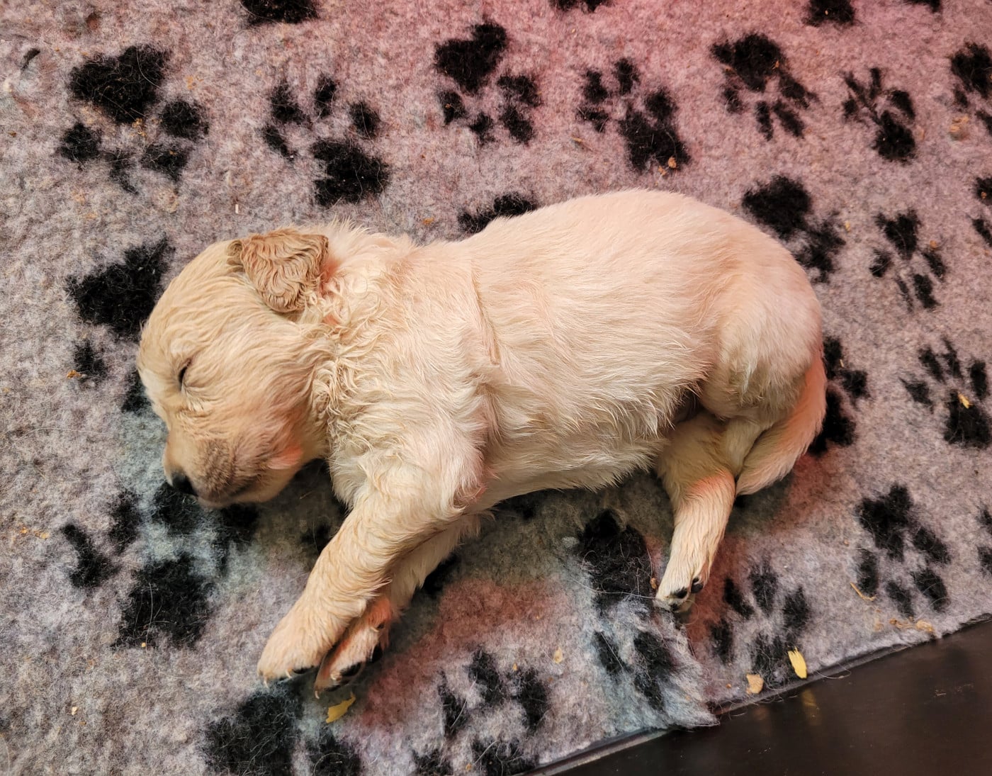 CHIOT 3