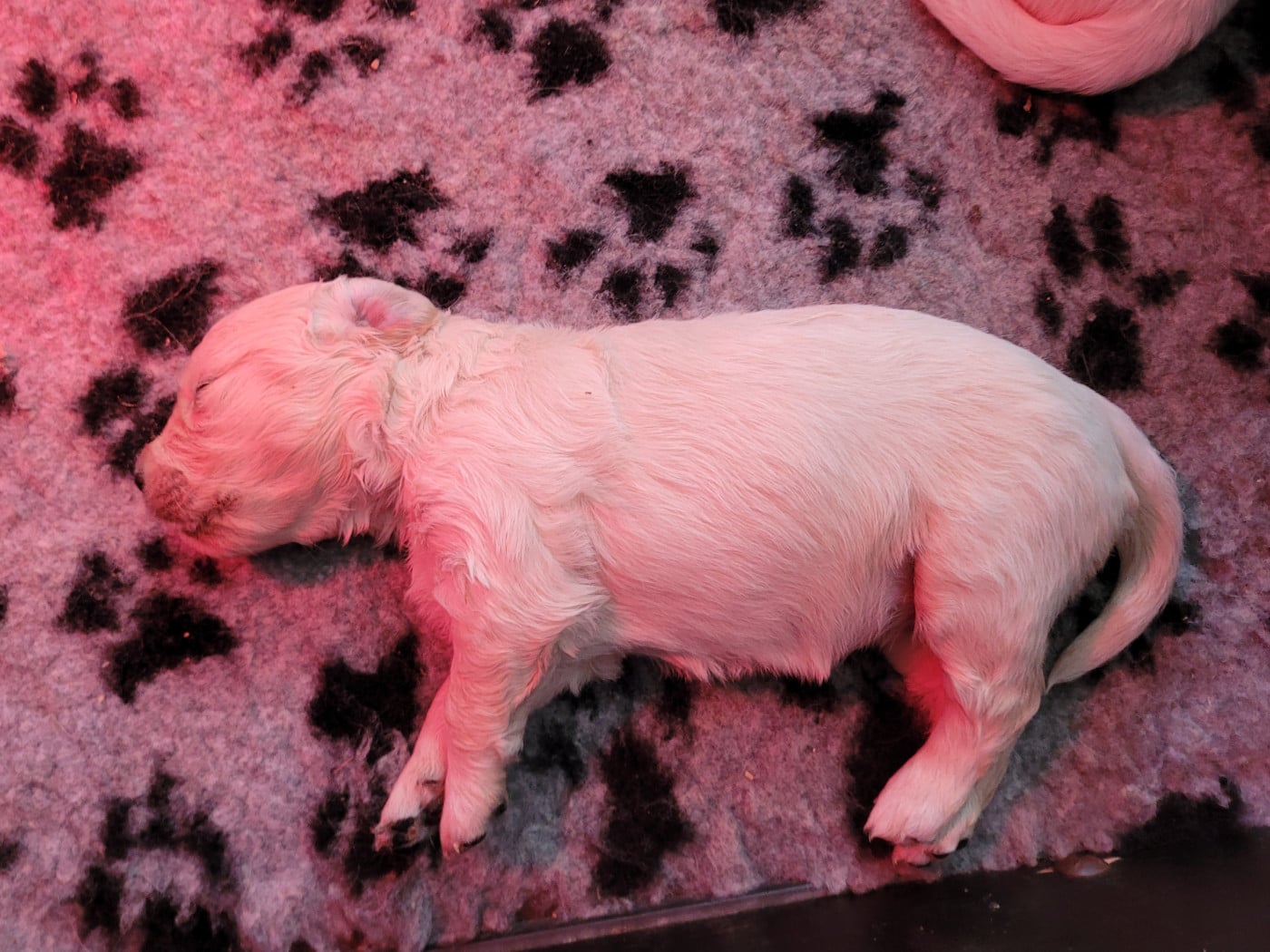 CHIOT 6