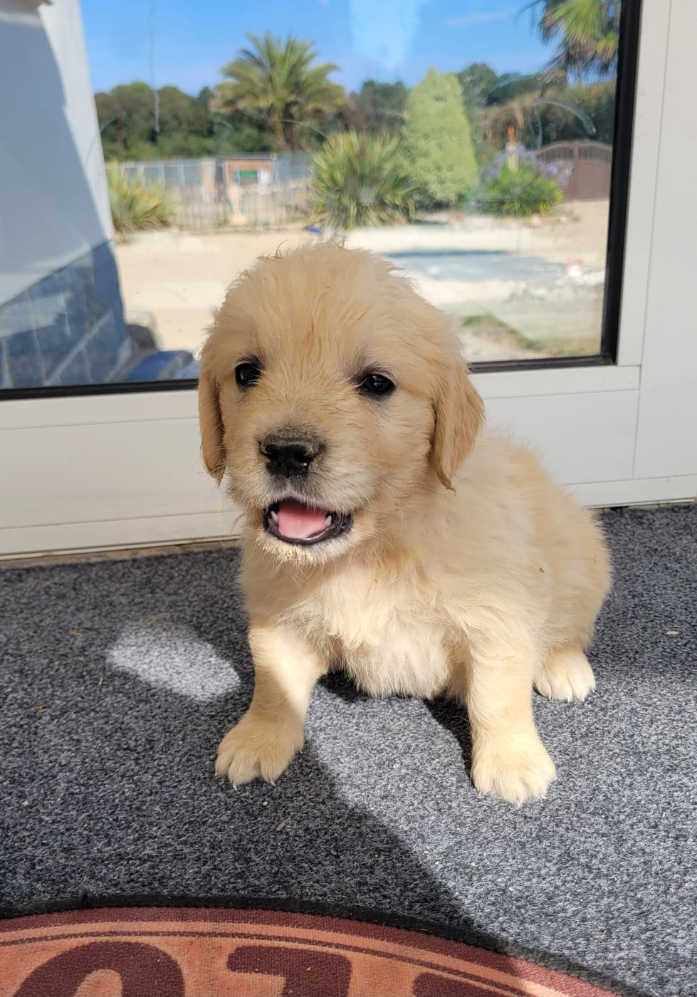 CHIOT 1