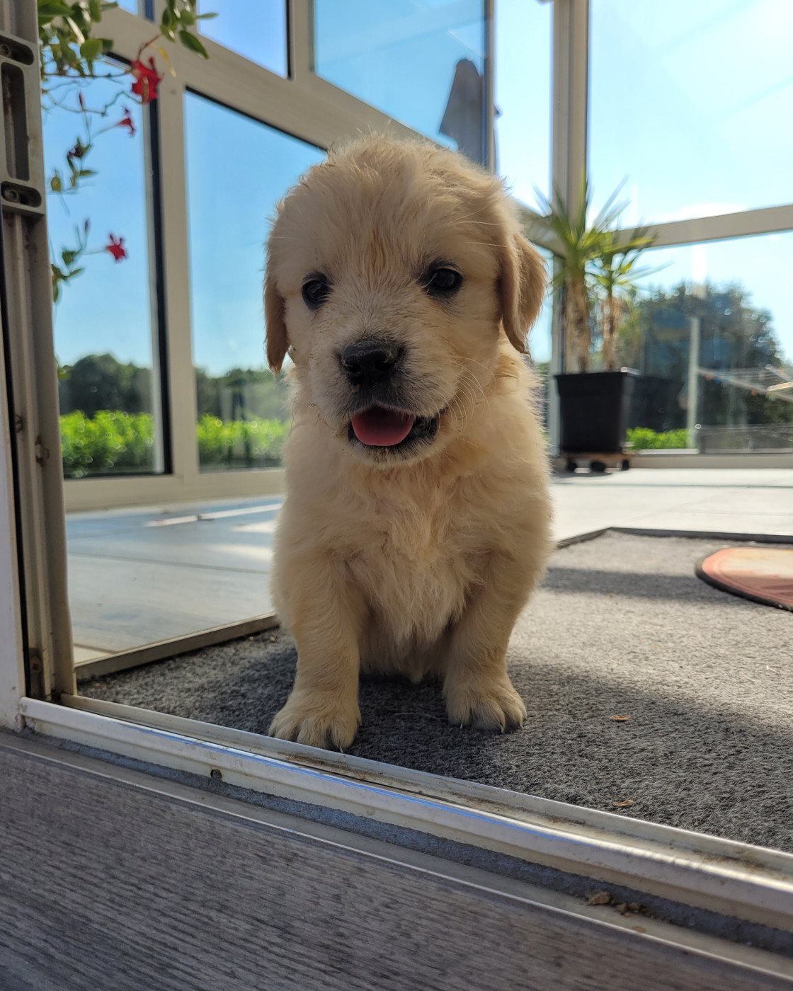 CHIOT 1