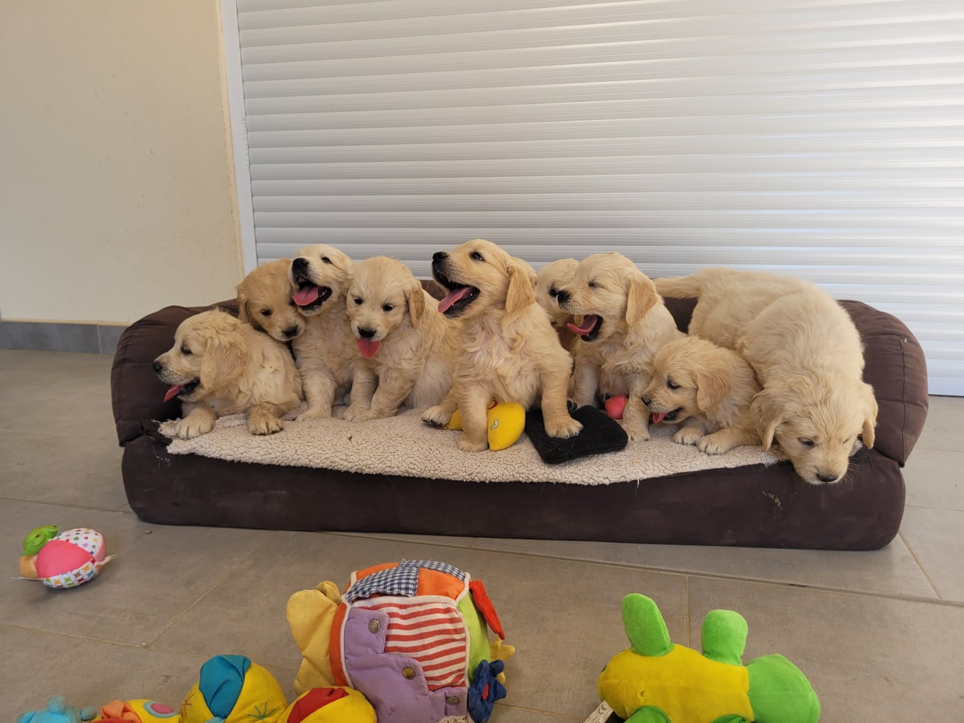 CHIOT 1