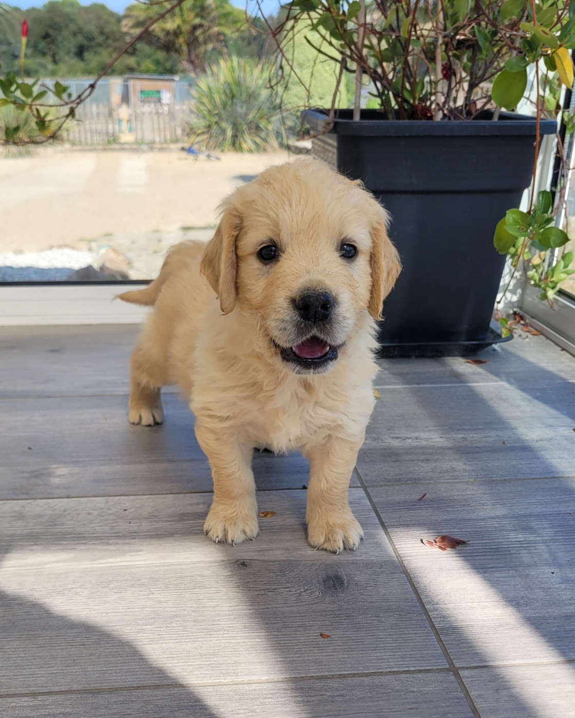 CHIOT 3