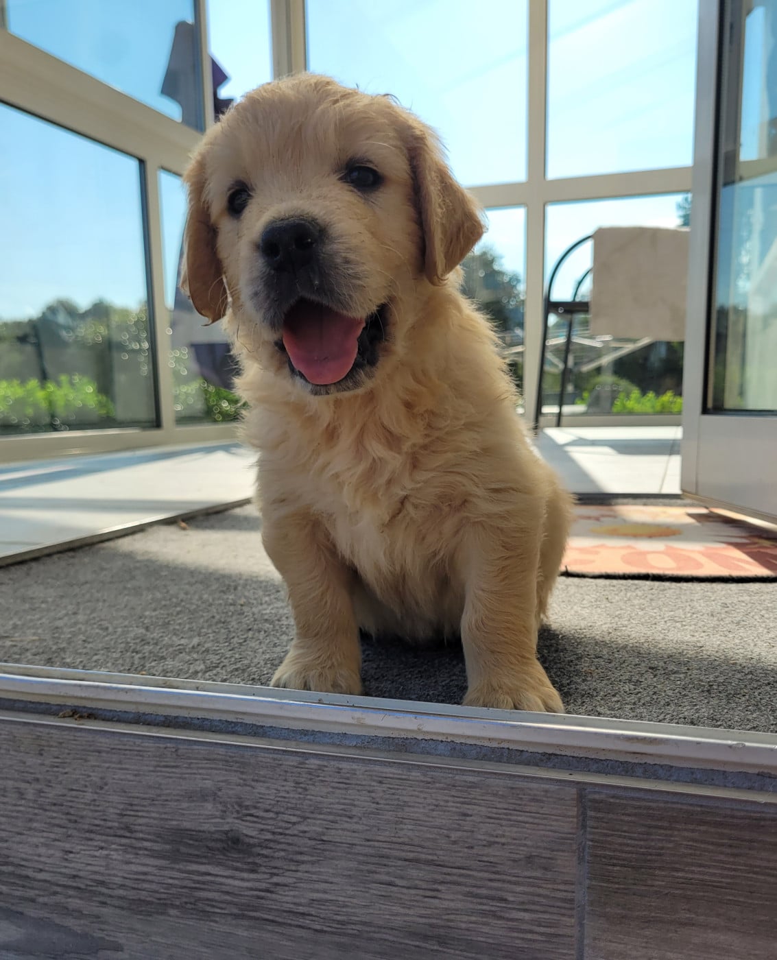 CHIOT 3