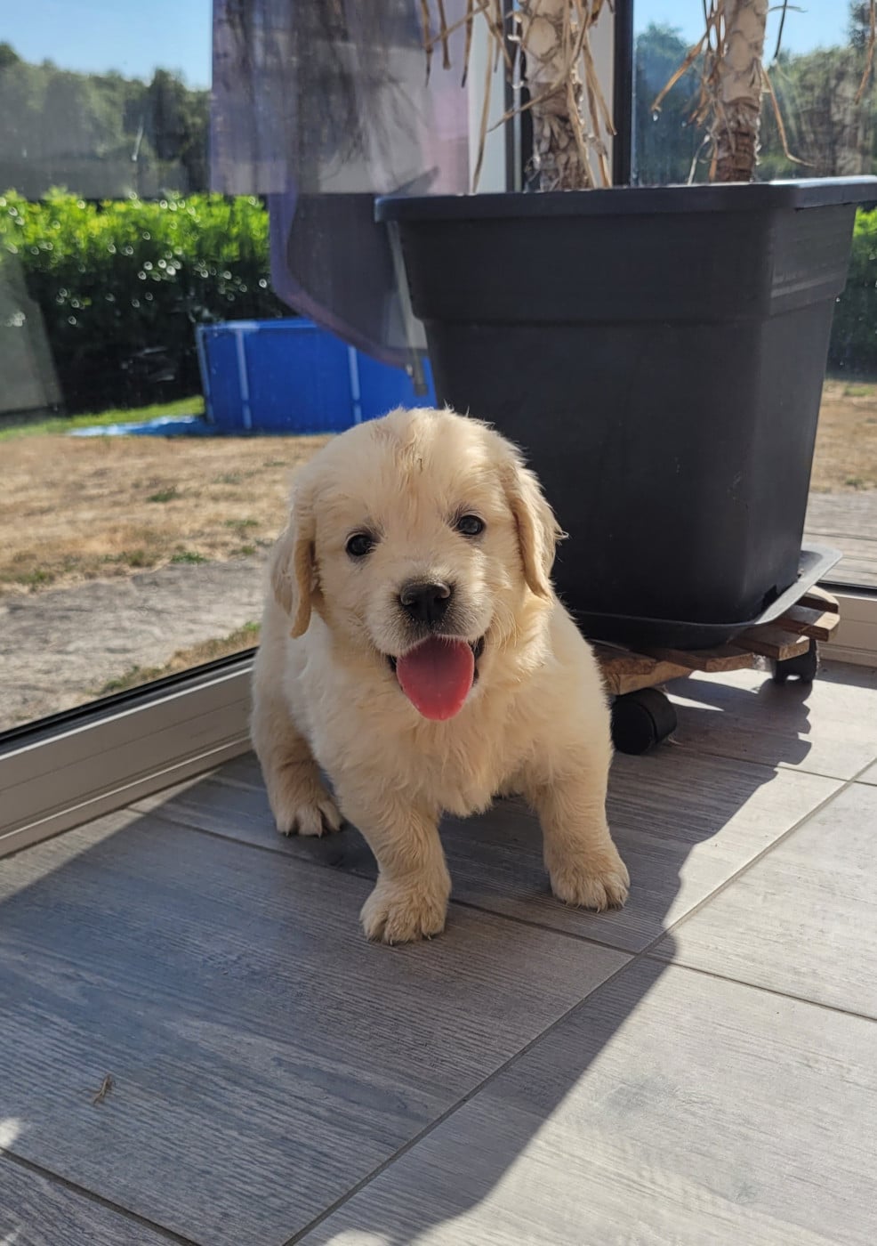 CHIOT 4